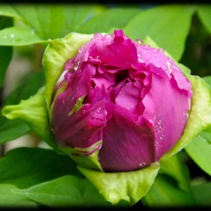20120414 peonia5