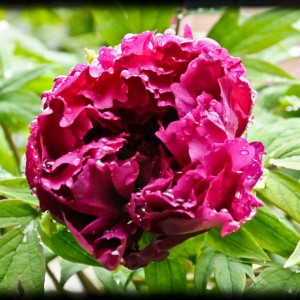 20120414 peonia4