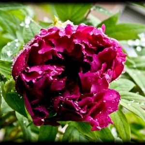 20120414 peonia3