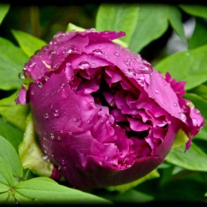 20120414 peonia2