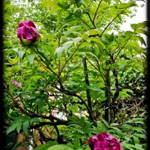 20120414 peonia1