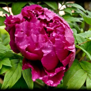 20120414 peonia