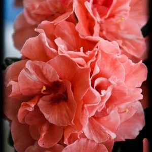 20120414 azalea rosa3