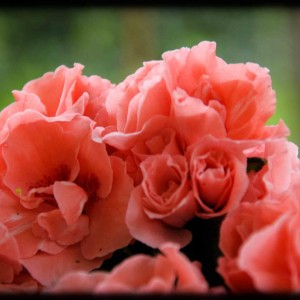 20120414 azalea rosa2