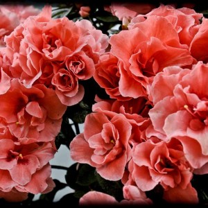 20120414 azalea rosa1