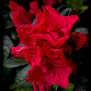 20120414 azalea rossa