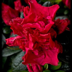 20120414 azalea rossa 1°