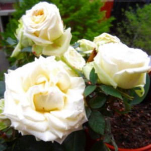 Rose1