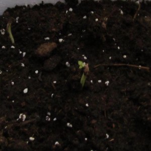 Piccole Adenium crescono