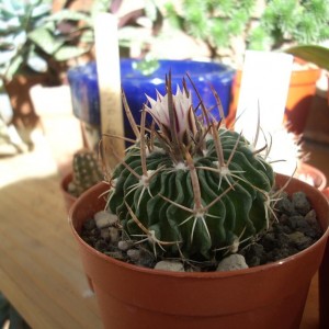 Stenocactus multicostatus