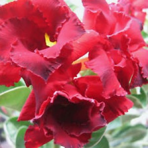 Adenium Double red