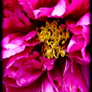 20120422 peonia5