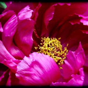 20120422 peonia4