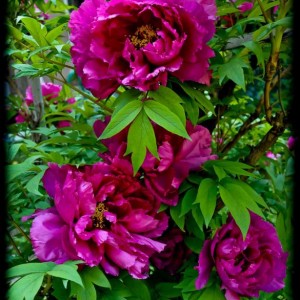 20120422 peonia1