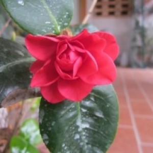 Camelia japonica Rosedale's Beauty