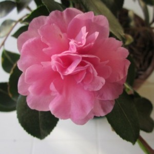 Camelia sasanqua rosa - forse Debbie