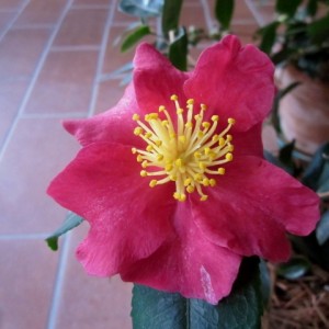 Camelia sasanqua rossa