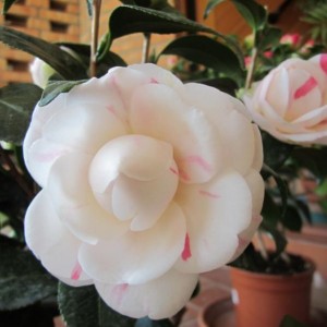 2012 - Camelia April Down