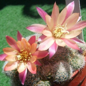 Rebutia sunrise