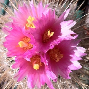 Thelocactus macdowellii