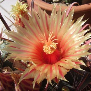 Ferocactus peninsulae