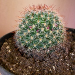 Mammillaria sp.