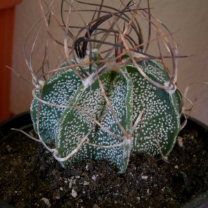 Astrophytum capricorne