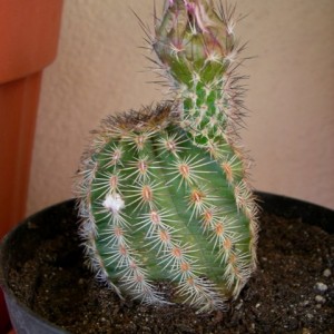 Echinocereus sp.