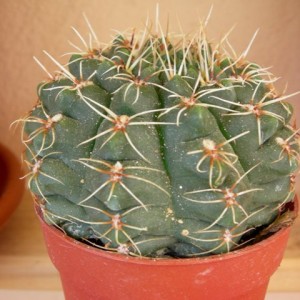 Gymnocalycium baldianum