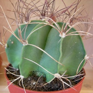 Astrophytum capricorne