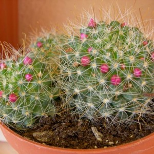 Mammillaria zeilmanniana