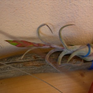 T. caput medusae