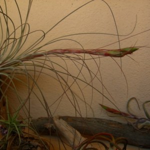 T. juncifolia