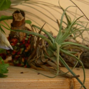 T. aeranthos