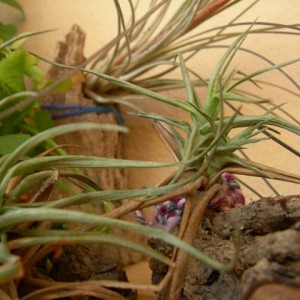 T. aeranthos