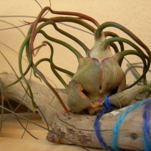 T. pruinosa