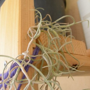T. usnoides