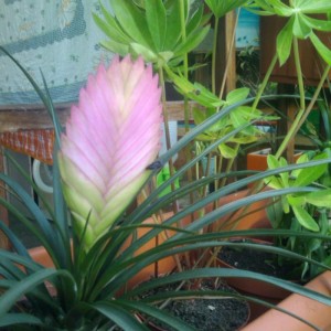 Dracena