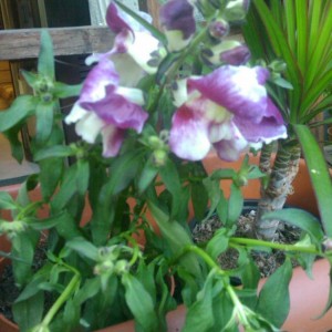Bocca di Leone