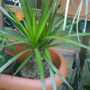 Dracena