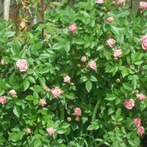 rosellina nana