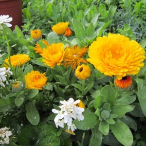 calendula