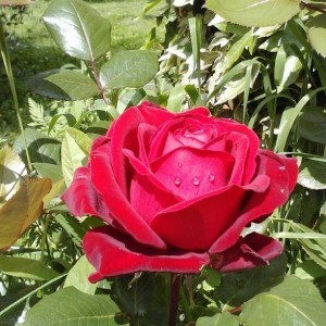 rosa sconosciuta