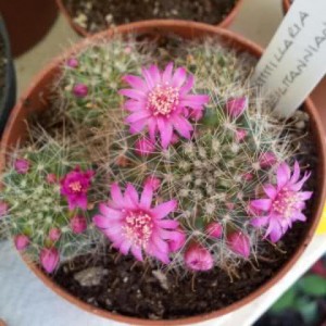 Mammillaria zeilmanniana