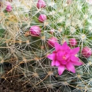 Mammillaria zeilmanniana