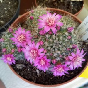 Mammillaria zeilmanniana