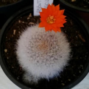 Rebutia muscula