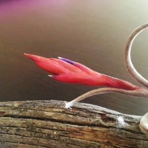 Bocciolo di T. caput medusae