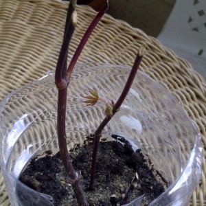 IMG 20120513 00127