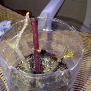 IMG 20120513 00123